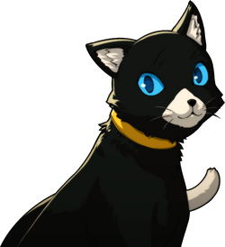 Persona Morgana Cat Irl Persona Morgana Cat Irl