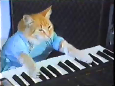 Znalezione obrazy dla zapytania keyboard cat