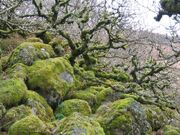 Wistman's Wood in winter.jpg