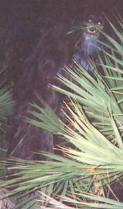 Skunk Ape 2000