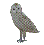Euli.gif