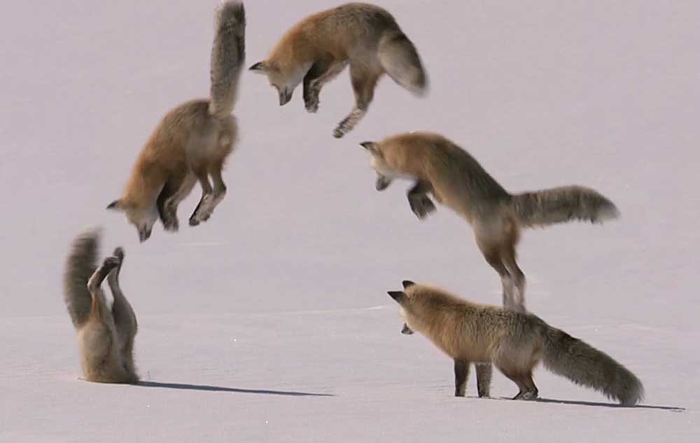 Resultado de imagem para raposa caçando
