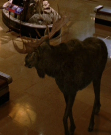 Moose | Night At The Museum Wiki | FANDOM powered by Wikia