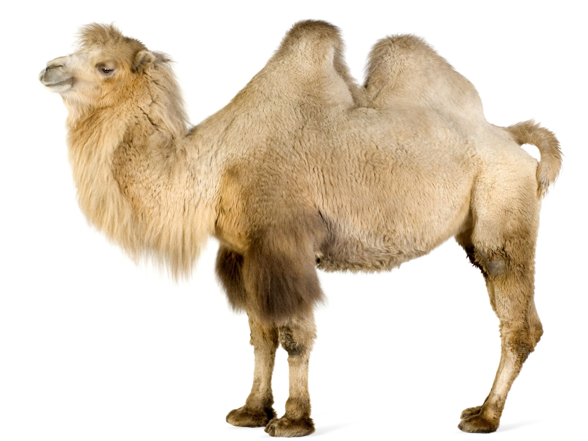Camel | Nature Wiki | FANDOM powered by Wikia