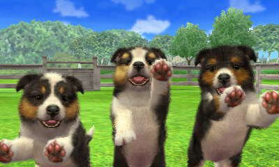 nintendogs and cats golden retriever breeds shetland sheepdog nintendogs wiki fandom powered by wikia nintendogs and cats golden retriever breeds shetland sheepdog nintendogs wiki fandom powered by wikia