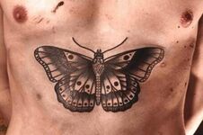 Harry butterfly