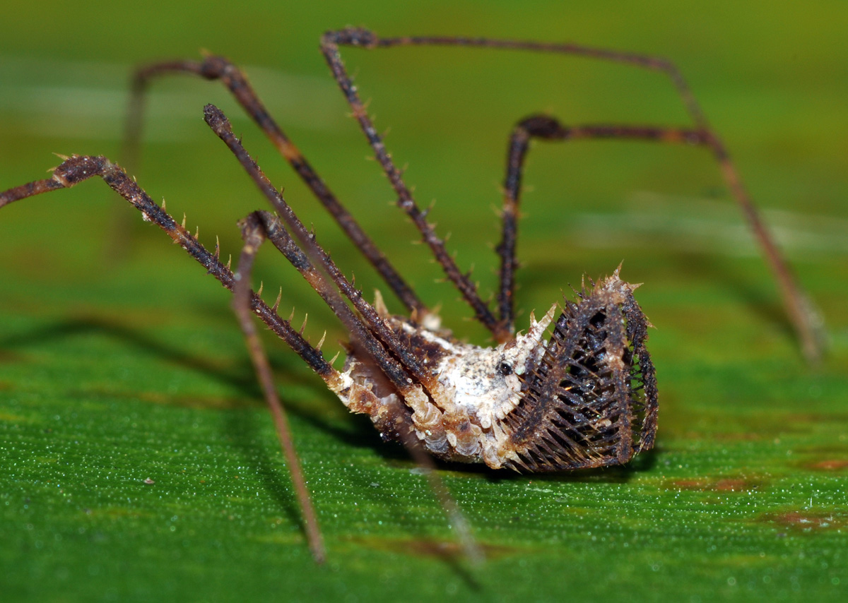 Podoctidae | Opiliones Wiki | FANDOM Powered By Wikia