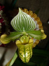 Paphiopedilum venustum