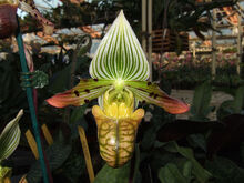 Paph venustum