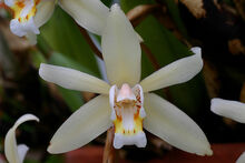 Coelogyne flaccida