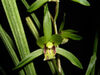 Cymbidium cyperifolium2