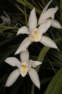 Cymbidium eburneum