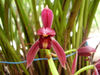 Cymbidium dayanum pink