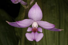 Calanthe sylvatica