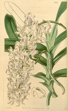 370px-Aerides odorata (or odoratum) - Curtis&#039; 71 (Ser. 3 no. 1) pl