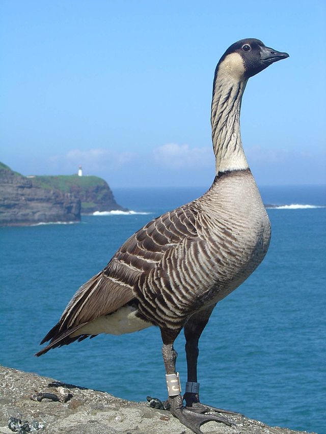 hawaiian-goose-the-parody-wiki-fandom-powered-by-wikia