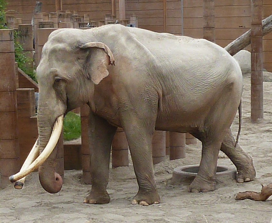 Asian Elephant | The Parody Wiki | Fandom powered by Wikia