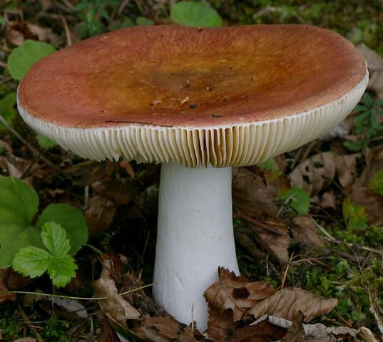 File:LargeBrownMushroom.jpg