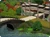 ShangSimlaSzablon