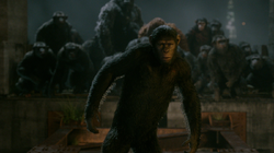 Caesar Confronting Koba HD