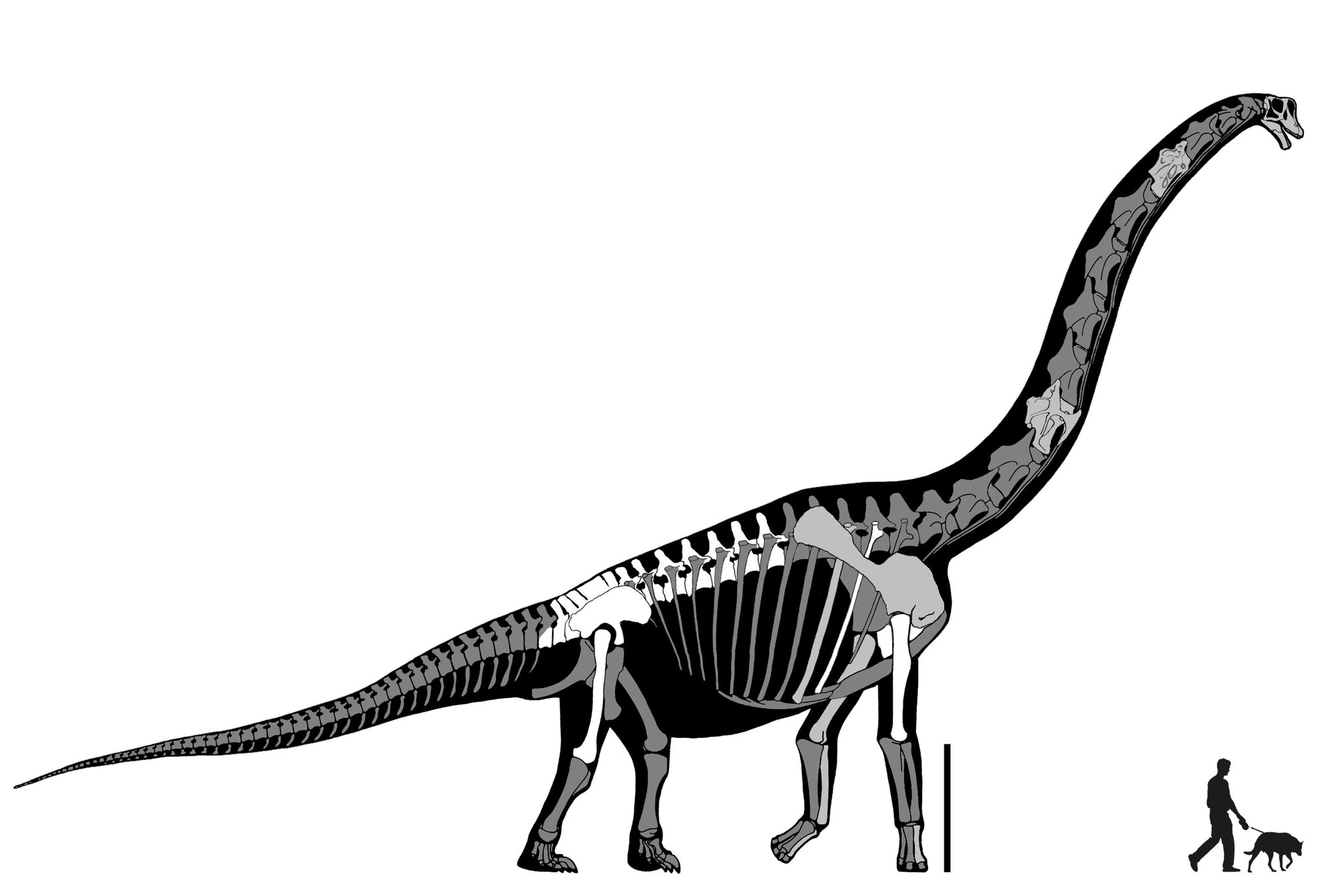 brachiosaurus fossil for sale