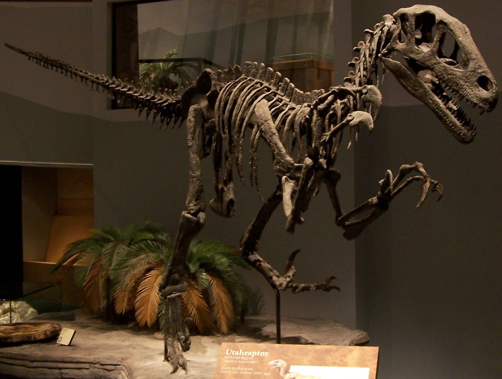velociraptor and utahraptor