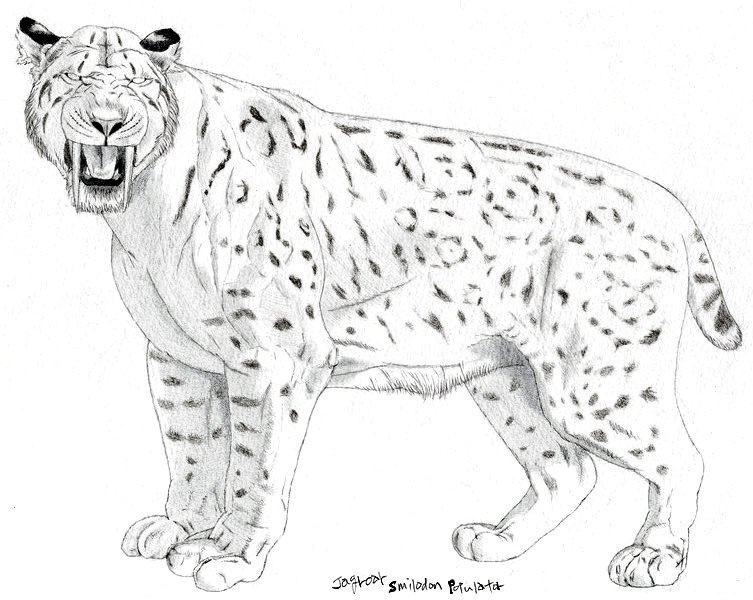 saber toothed cat coloring pages - photo #49