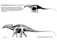 Amargasaurus-skeletal.jpg