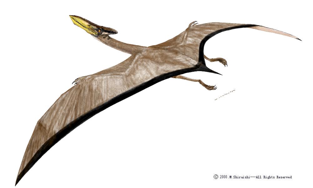 http://vignette4.wikia.nocookie.net/prehistrico/images/b/b0/Quetzalcoatlus2.jpg/revision/latest?cb=20120912051513&path-prefix=es