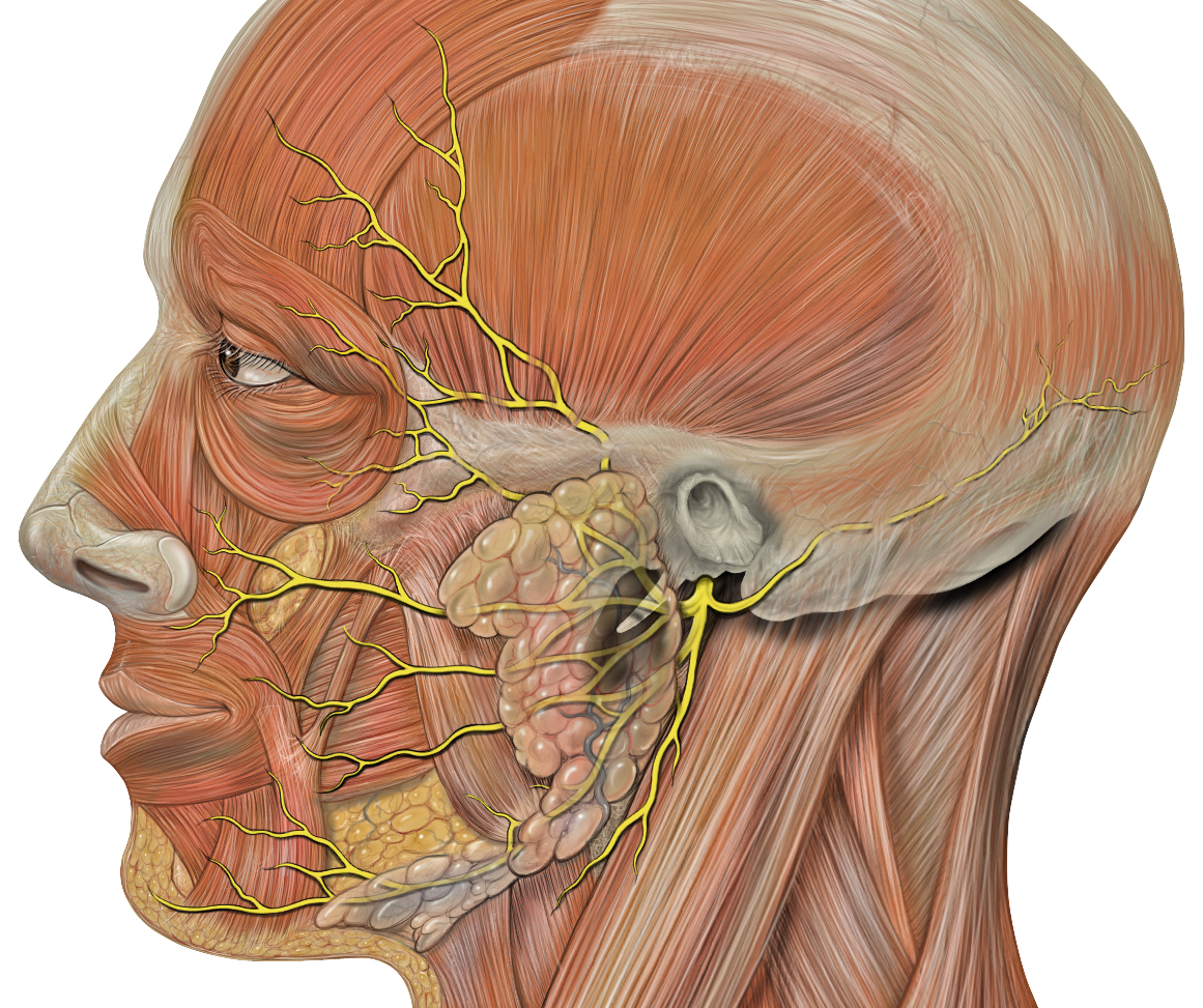 Image Head Facial Nerve Branches Psychology Wiki