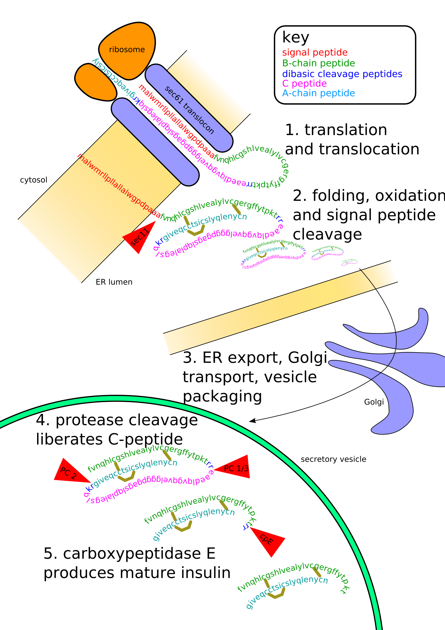 Insulinpath Insulinpath