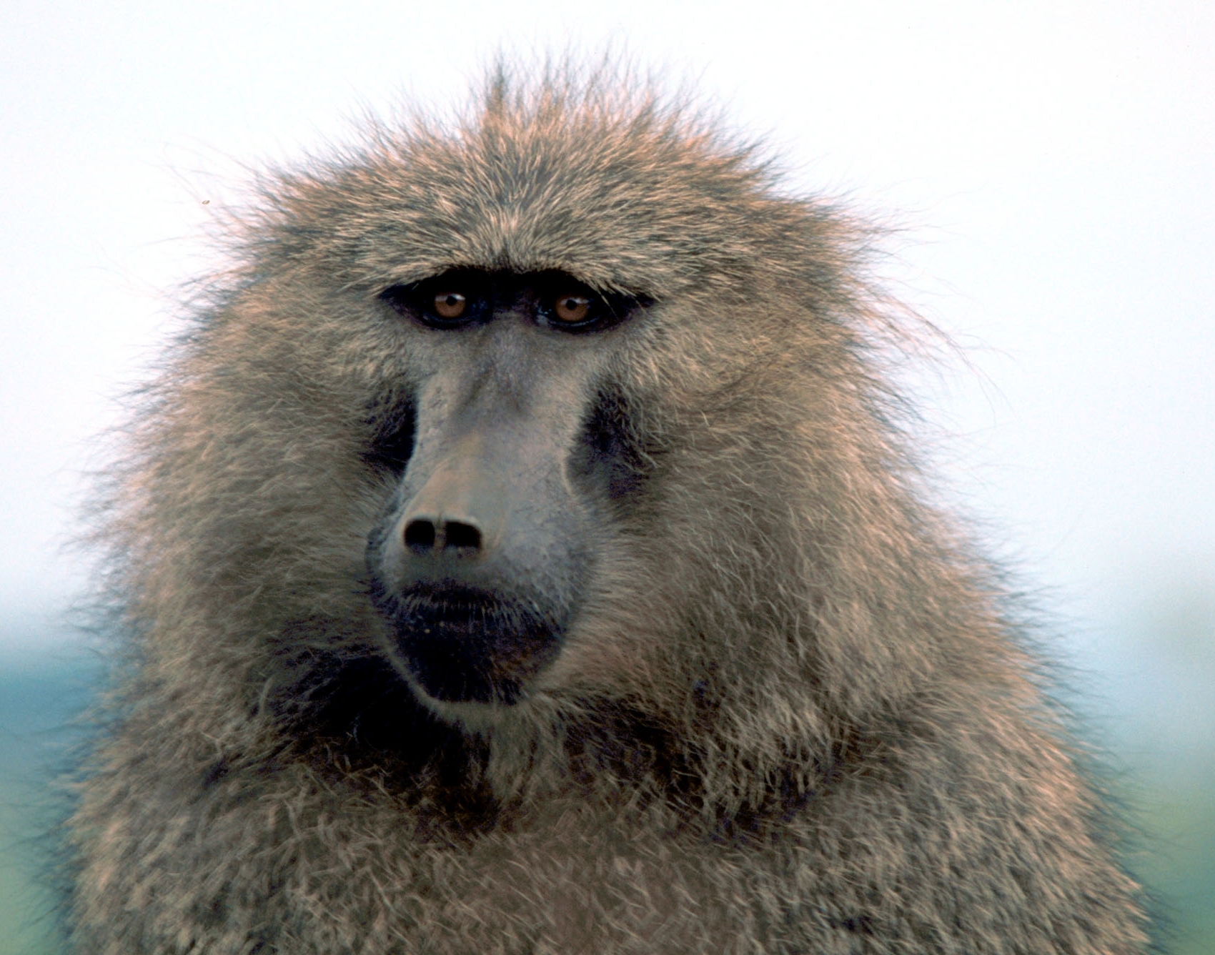 Baboons Psychology Wiki Fandom Powered By Wikia