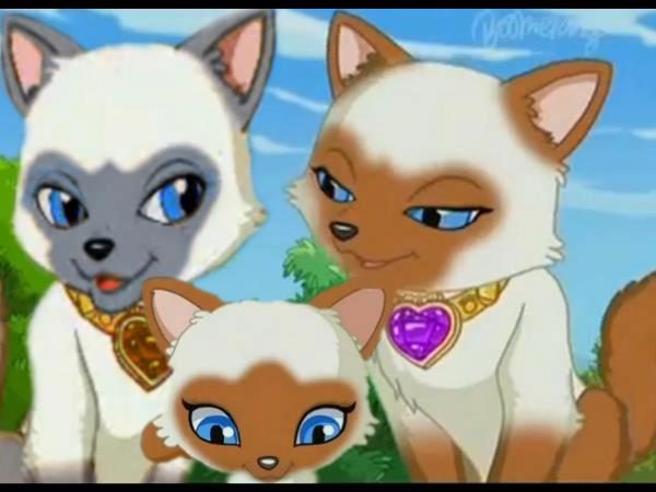 Poppy The Cat Games Poppy The Cat Games
