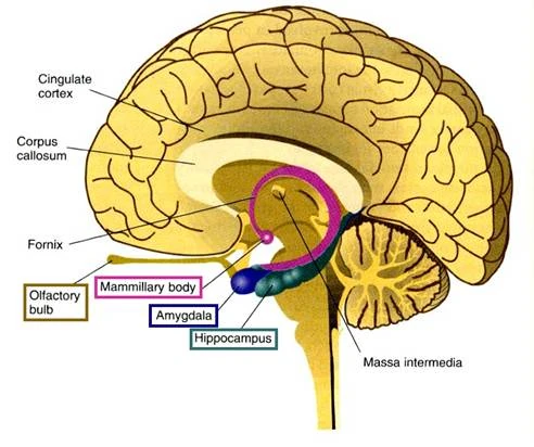 Key gyri:Hippocampus & components | RANZCRPart1 Wiki | Fandom powered