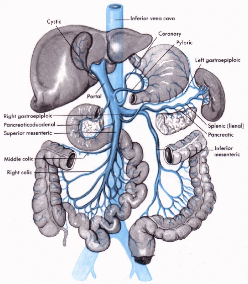 main vein in stomach