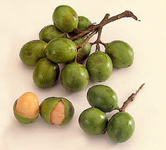 Mamoncillo