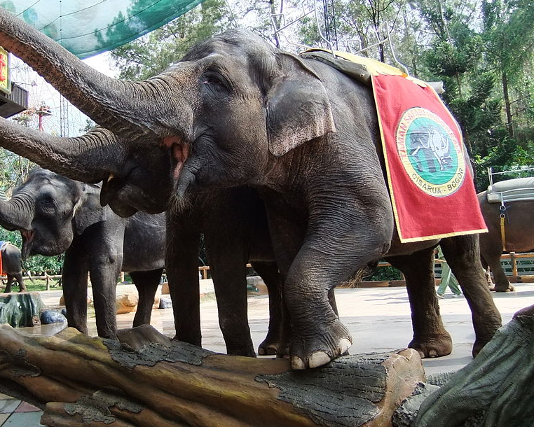 Elefante de Sumatra | Wiki Reino Animalia | Fandom powered by Wikia