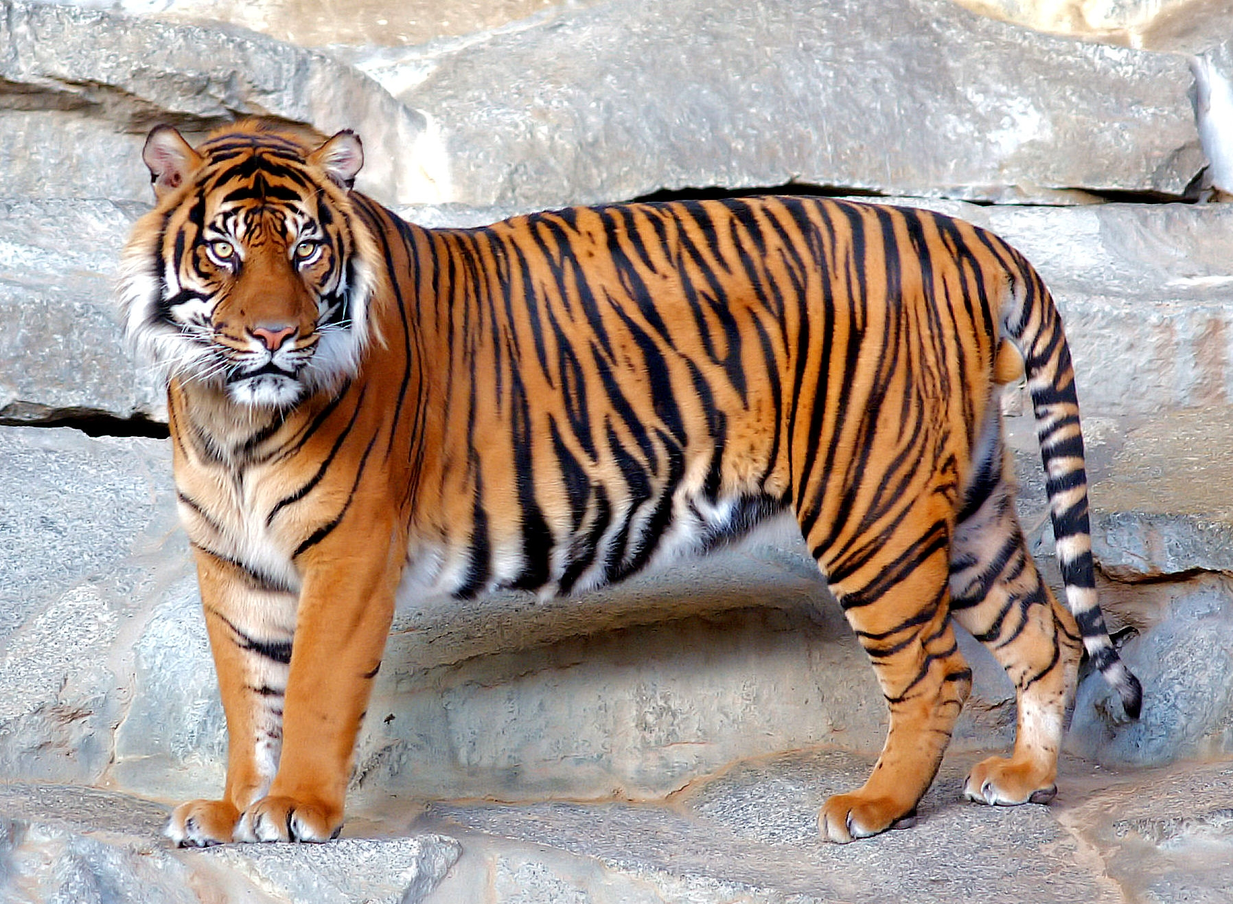http://vignette4.wikia.nocookie.net/reinoanimalia/images/3/38/Tigre_1.png/revision/latest?cb=20130414074332&path-prefix=es