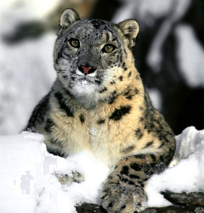Leopardo de las nieves wiki.png