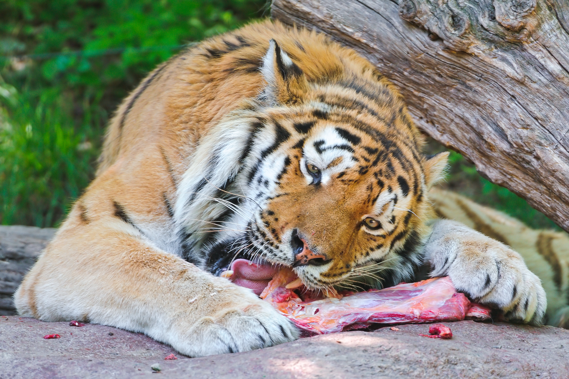 ¿Qué es lo que comen los tigres?