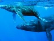 Ballena azul.jpg