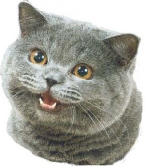 roblox cat cats yoga apocalypse wiki rising wikia wants thing studio masks
