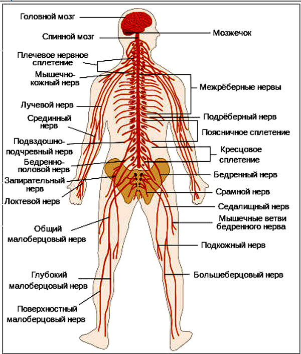 Схема расположения нервов человека Схема расположения нервов человека