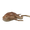 Sapo
