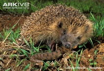 Hedgehog-eating-asp-viper