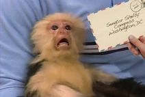 Scared-monkey-ricin-letter.jpg (68 KB) Scared-monkey-ricin-letter