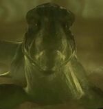 Xindi-Aquatic