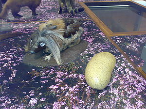 Haggis scoticus