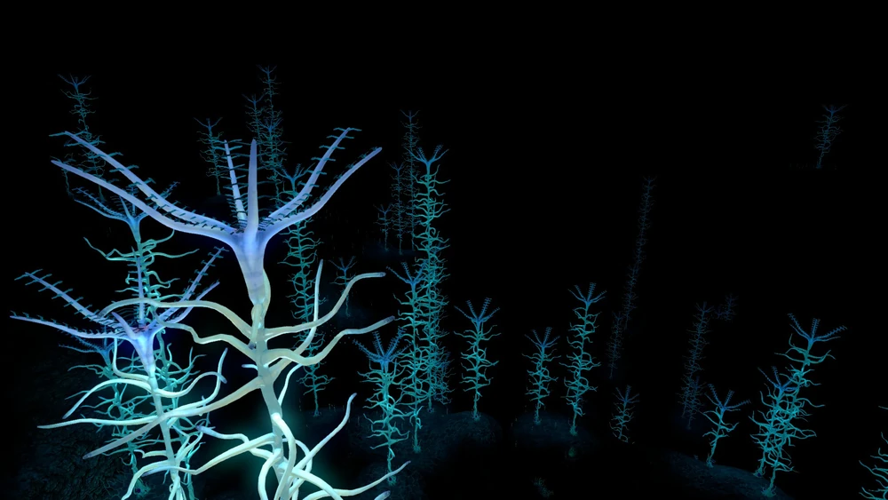 1000?cb=20160711155025