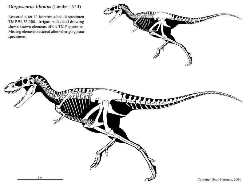t rex vertebrae